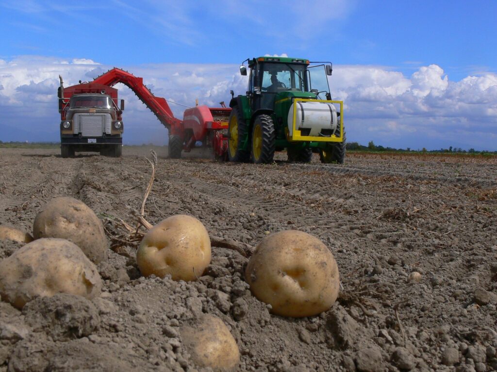 Image of a potato harvest in delta, using a tractor and truck