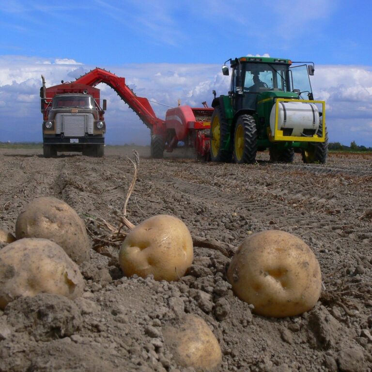 Image of a potato harvest in delta, using a tractor and truck
