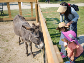 Day at the Farm - Donkey