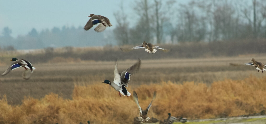 Delta Farmland - Birds in flight