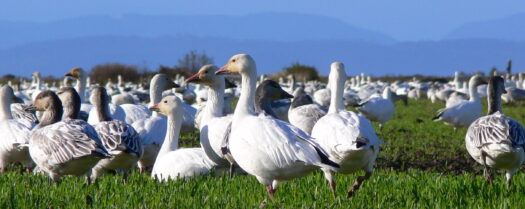 Image of snow geese on a field in Delta