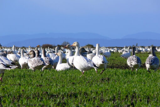 Image of snow geese on a field in Delta