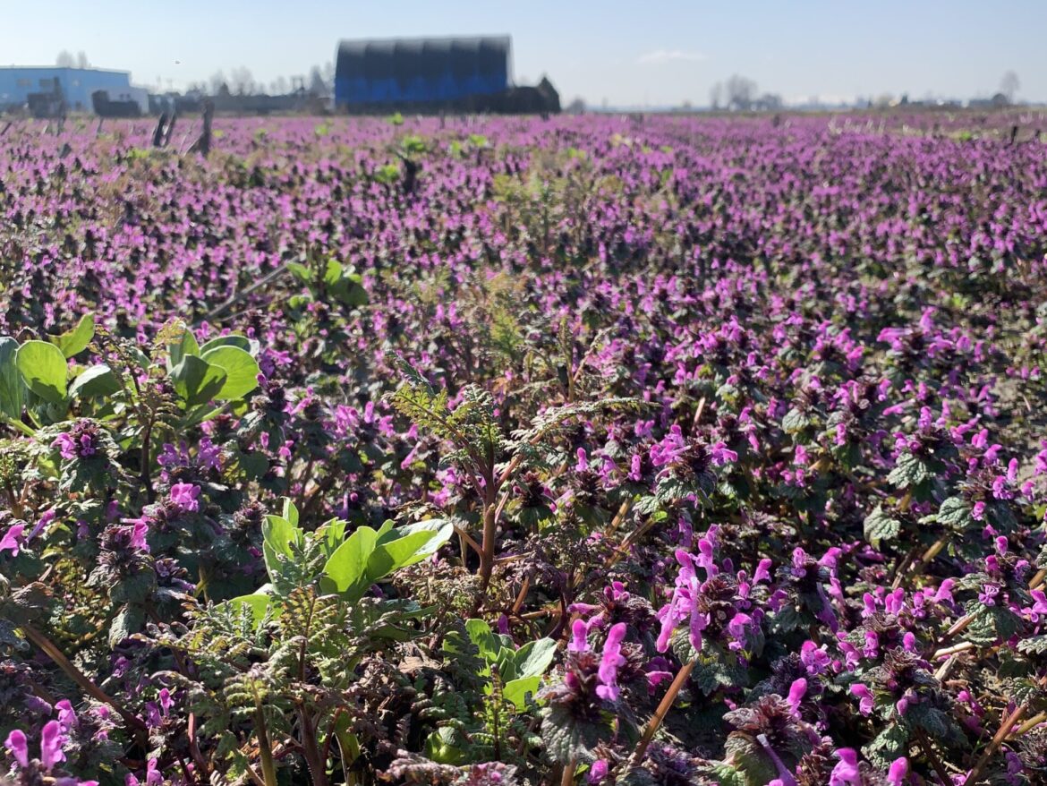 Flowering Winter Cover Crop in March